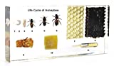 Lifecycle of a Honey Bee Science Classroom Specimens for Science Education