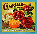 A SLICE IN TIME Redlands California Camellia Flowers Orange Citrus Fruit Crate Box Label Art Print