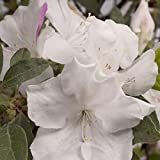 Encore Azalea EA-441 Autumn Lily Azalea, 1 gal, White