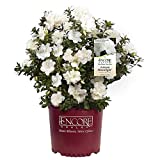 Encore Azalea Autumn Moonlight Azalea 2 Gal, White Blooms