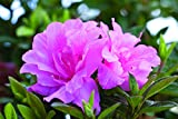 1 Gallon - Encore Azalea Autumn Carnation