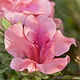 1 Gal - Encore Azalea Autumn Coral, Evergreen Reblooming Shrub with Coral Flowers