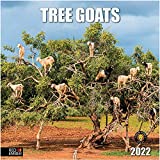 RED EMBER Tree Goats 2022 Hangable Wall Calendar - 12" x 24" Opened - Thick & Sturdy Paper - Funny Giftable - Secret Santa White Elephant - It's Real