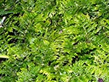 Living Mixed Moss Perfect for Terrariums, Bonsai and Kokedamas 9"x12" Sheet