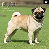 2022 Square Wall Calendar - Pugs, 12 x 12 Inch Monthly View, 16-Month, Animals - Paw Prints Theme, Includes 180 Reminder Stickers