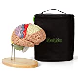 Human Brain Model (Numbered) with Carrying Case – 2X Life-Size Anatomy Model by Geekidoc