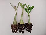 Desert Rose Plant (3 Pack) Adenium Obesum Plant 6 inches Tall Thick 10 Month Old Seedling