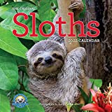 Original Sloths Wall Calendar 2022: 12 months of irresitable cuteness, sloth trivia, stories, and facts