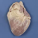 Perfect Solution Preserved Sheep Heart, Plain, Pail