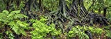 Carolina Custom Cages Reptile Habitat Background; Rain Forest Ferns & Roots for 20L, 3-Sided Wraparound