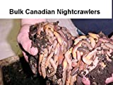 BESTBAIT 120 Canadian Nightcrawlers (4-6 inch.) Worms Fishing Bait or Pet Feeder