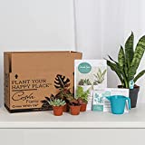 Costa Farms O2 For You Live Indoor Plant and Succulent-Cactus Mix Subscription Box, Small