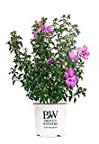 Proven Winners - Hibiscus syriacus Lil' Kim Violet (Rose of Sharon) Shrub, purple flowers with red eye, #3 - Size Container