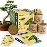 Bonsai Starter Kit - Gardening Gifts for Women & Men - Unique DIY Hobbies, Crafts Hobby Kits for Adults - Unusual Christmas Gift Ideas for Garden Plant Lovers, or Gardener Mother - Moms Craft Idea