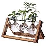 Kingbuy Glass Desktop Planter with Retro Wooden Stand and Plant Terrarium Vase (3 Bulbs) for Indoor Office Desk Decor Accessories