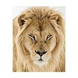 Majestic King of the Jungle-Ferocious Lion Photo Print - 8 x 10 Wall Art- Ready to Frame- Home-Office Decor & Wall Prints for Animal, Safari & Jungle Themes. Great Gift for Big Cat & Safari Lovers.