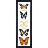 Five Real Framed Butterflies (Assorted Species) Every Display Frame is Unique | Butterfly Taxidermy Wall Decor | 15 x 5 inches