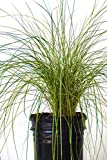 Pink Muhly Grass, Muhlenbergia capillaris,Gulf Coast Muhly Grass(Excludes Ca, Az) Size: 1 Gallon