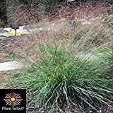 Perennial Farm Marketplace Muhlenbergia reverchonii Undaunted (Ruby Muhly) Ornamental Grass, Size-#1 Container, Medium Green Foliage