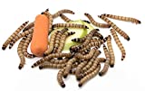 Freshinsects Live Superworms Organically Grown, Feed Reptile, Birds, Fishing Best Bait (100 Count)