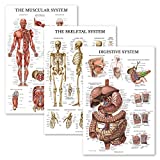 Palace Learning 3 Pack - Muscle + Skeleton + Digestive System Anatomy Poster Set - Muscular and Skeletal System Anatomical Charts - Laminated - 18" x 24"