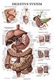 Palace Learning Laminated Digestive System Anatomical Chart - Gastrointestinal Anatomy Poster 18" x 24"