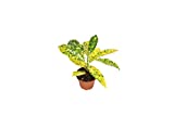Gold Dust Croton - 2'' from California Tropicals