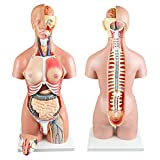 Vision Scientific VAT103 55cm 22-Part Dual-Sex Human Torso W/Open Back |Open Back Exposes Muscular Layers, Vertebral Volume, Nerve Branches
