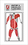 Anatomy & Kinesiology Flashcards