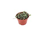 String of Hearts Plant (Non-Variegated) - 4'' from California Tropicals