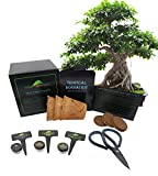 Tropical Indoor Outdoor Bonsai Seed Growing Kit - Purple Orchid Tree, Flame Tree, Sacred Fig Tree (Tropical Level 1)