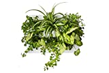 Ortisgreen Hang.Oasi.Home - Indoor Vertical Garden, Contains 1 White Planter Unit, Design Your Own Living Wall With Vertical Gardening Planters, Use Indoors, Holds 6 Plants