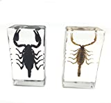 2 PCS Real Scorpion Paperweights Specimen for Science Education Paperweight for Book for Office for Desk(2.9x1.6x0.8")