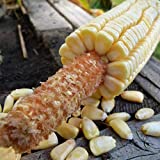 Pencil Cob Corn - 1 OZ ~130 Seeds - Non-GMO, Open Pollinated, Heirloom, Vegetable Gardening Seeds