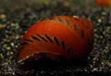 Imperial Tropicals 6 Tiger Nerite Snails (Neritina natalensis) - Great for Algae and Plant Safe - Will not reproduce in Fresh Water!