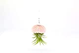 2 Dirty Birds, Hanging Jellyfish Air Plants, Sea Urchin Shell w/Swarovski & Freshwater Pearls, Boho Décor, Live House Plant for Indoor, Outdoor, Terrarium Ornament Gift, (Pack of 1)