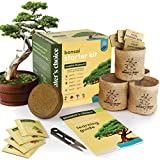 Bonsai Starter Kit - Gardening Gifts for Women & Men - Unique DIY Hobbies, Crafts Hobby Kits for Adults - Unusual Ideas for Garden Plant Lovers, or Gardener Mother - Moms Craft Idea