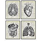 Heart, Lungs, Brain, Intestine Anatomy Organs - Upcycled Dictionary Wall Art Prints for Medical Clinic, Office - 8x10 Vintage Steampunk Goth Decor Set - Gift for Doctor, Nurse, Med School, Student