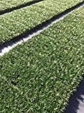 Dwarf Mondo Grass Qty 80 Live Plants Shade Loving Evergreen Ground Cover