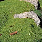 Park Seed Pearlwort Seeds, Includes 100 Seeds in a Pack