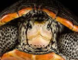 National Geographic Photo Ark – Diamondback Terrapin 1000 Piece Jigsaw Puzzle - Joel Sartore