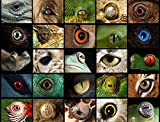 National Geographic Photo Ark – Animal Eyes 1000 Piece Jigsaw Puzzle - Joel Sartore