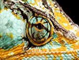 National Geographic Photo Ark – Veiled Chameleon 1000 Piece Jigsaw Puzzle - Joel Sartore