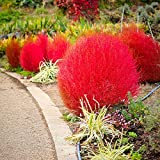 Outsidepride Kochia Trichophylla Burning Bush Foliage Plant Seed - 5000 Seeds