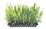 Spartan Juniper - 30 Live Trees - Juniperus Chinensis