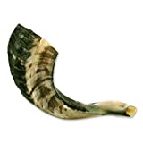 Traditional Shofar from Israel, Jewish Natural Musical Instrument, Clear Sounding Authentic Horn Shofar, Beautiful Sounding Shofar, Natural Half Polished Ram Horn Shofar (10"-12")