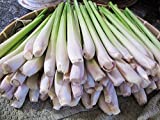 Lemongrass Fresh 12 Stalks from TastePadThai