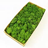 Preserved Reindeer Moss Natural Green Terrariums Gardenning Art Wall Decor Florist Decor Easter Table Decor Wedding Decor(0.85LB) (Green-02)