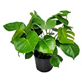 Monstera Deliciosa Plant - Swiss Cheese Split Leaf Philodendron Plant - Large Plant - Overall Height 24" to 28" - Tropical Plants of Florida (Plant Only)