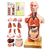 EVOTECH 2023 Newest Human Body Model for Kids, 15 Pcs Removable 11 inch Human Torso Anatomy Model with Heart Head Skull Brain Skeleton Model, Age 4+, Preschool & School Medical Education Display